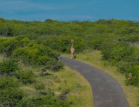Giraffe im Naturreservat im Hluhluwe Nationalpark Südafrika
