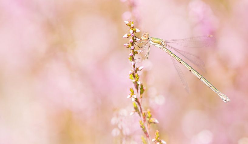 Miss in blühendem Heidekraut von Danny Slijfer Natuurfotografie