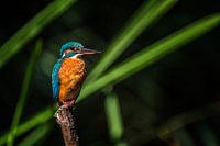 Kingfisher