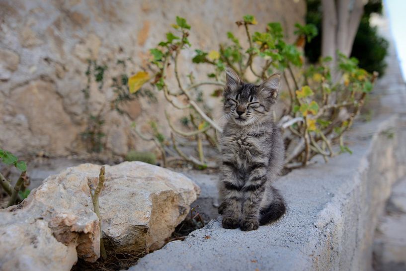Street kitten by Philippos Kloukas