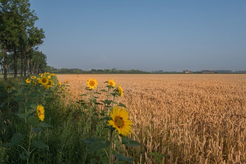 Zonnebloemen langs graanakker van Moetwil en van Dijk - Fotografie