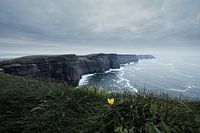 Cliffs of Moher