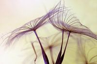 Dentelle de pissenlit