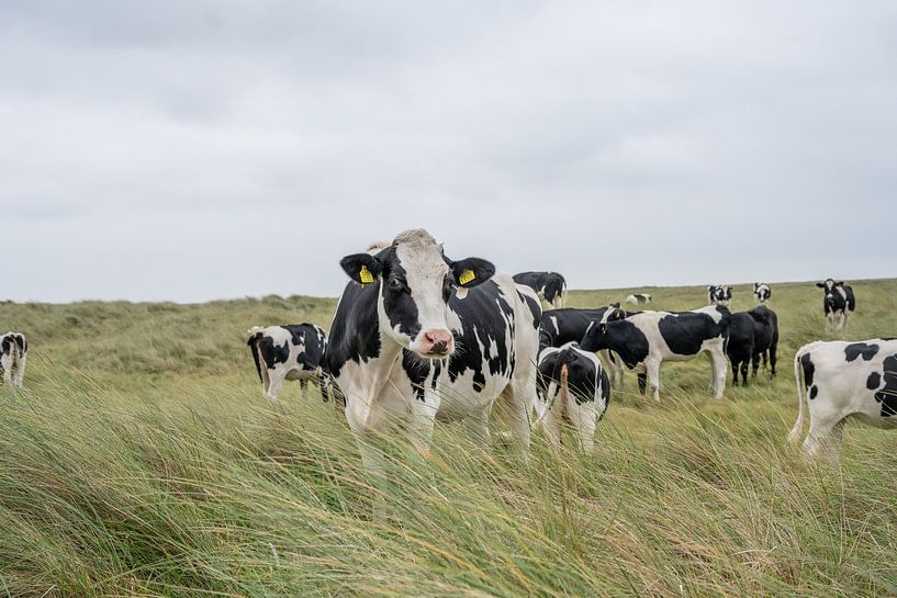 Terschelling Boschplaat nature grazers cows by Yvonne van Driel
