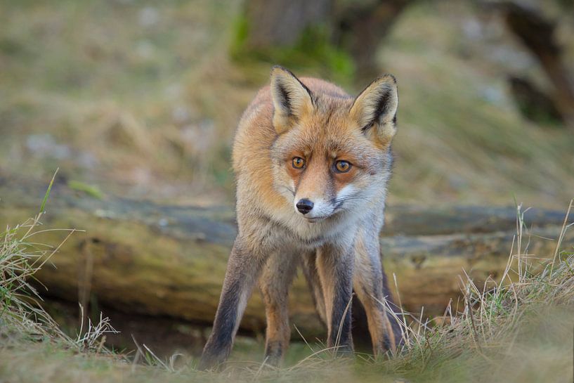 Bosbewoner par Sander Meertins