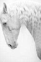 Tough Fine Art portrait white horse black and white