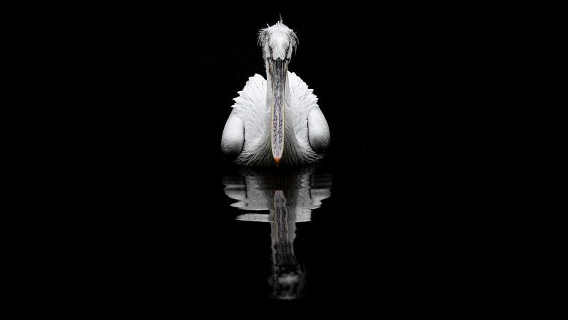 White Pelican from the front. by Alex Pansier