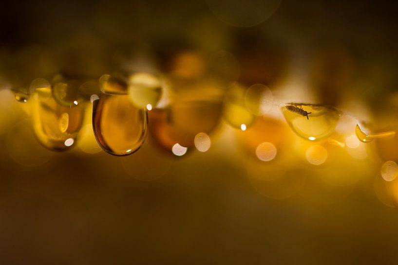Gouttes de guttation par Danny Slijfer Natuurfotografie
