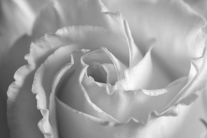 Rose blossom by Thomas Jäger