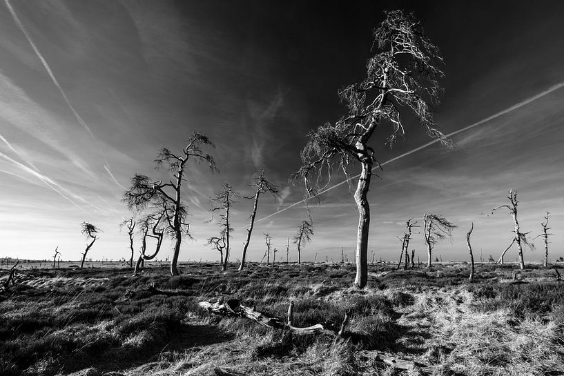 Hohes Venn in Schwarz und Weiß - 4 von Edwin van Wijk