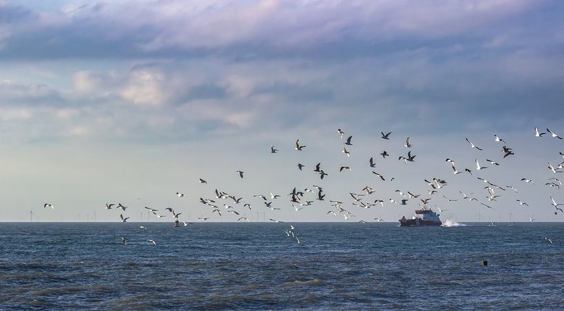 Gulls over the sea by MSP Canvas