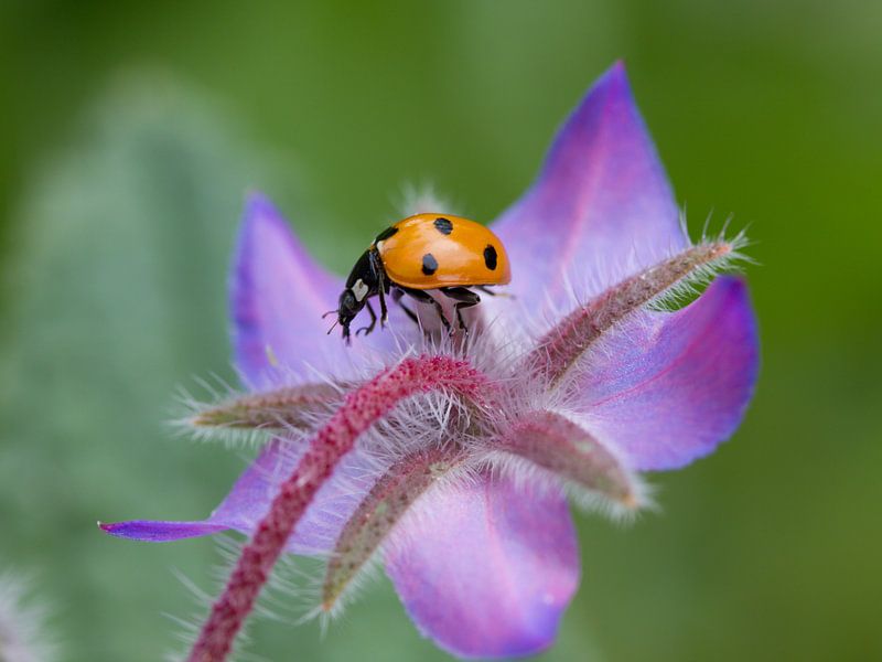 Concombre et coccinelle par Maaike Munniksma