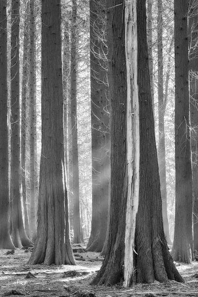 Frappé par la foudre par Ellen Borggreve