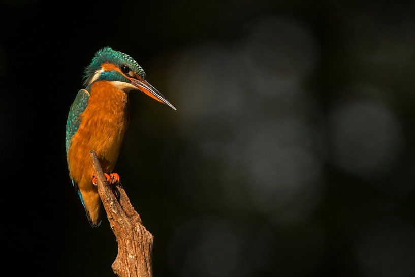 Eisvogel von Miranda Bos