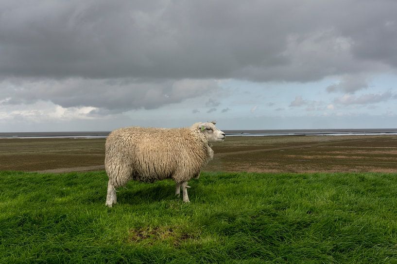 Schafe auf dem Wattenmeerdeich, Provinz Groningen von Bo Scheeringa Photography