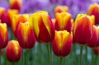 Vlammende tulpen