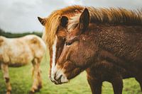 Pferdestute mit Maultierfohlen im Portrait