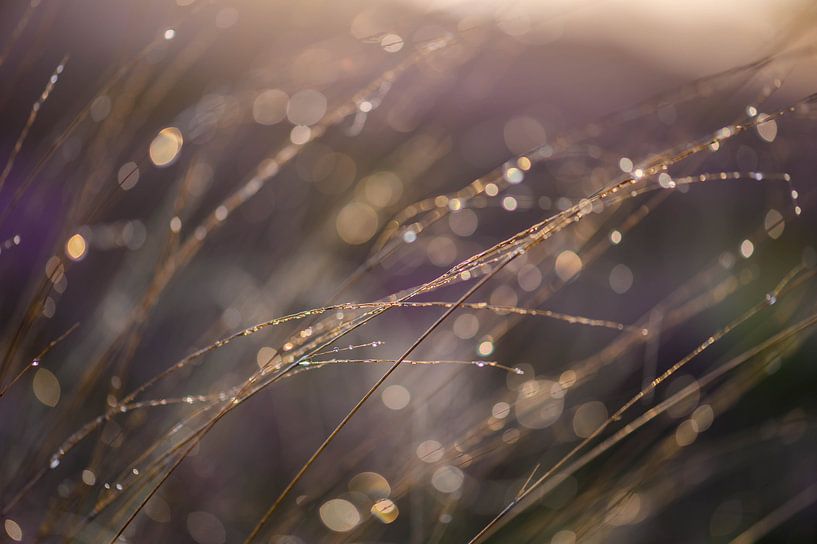 schimmerndes Heidekraut von Tania Perneel