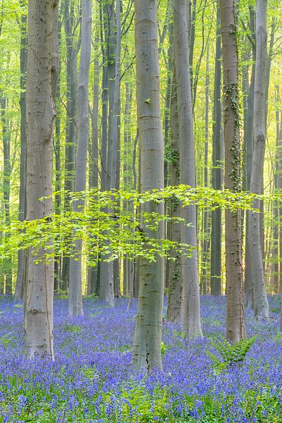 Matin, la forêt de Haller avec des jacinthes des bois par Annemieke Klijn