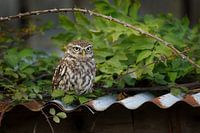 Little owl on rusty corrugated iron thanks to old barn