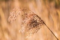 Schilfbimsstein entlang der Dommel