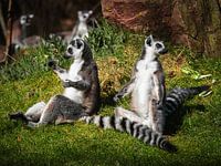 Twee ringstaartmaki genietend in de zon