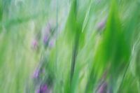 Der Wind weht im Wind