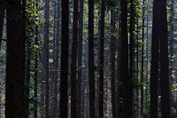 Uitzicht in het bos op de Utrechtse Heuvelrug
