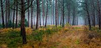 A forest panorama of the Sterrebos