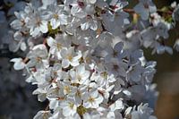 Kersenbloesem in bloei