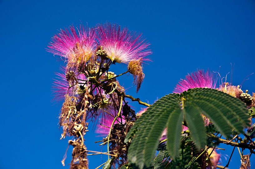 Magnificent, flowering mimosa in the French garden by Silva Wischeropp
