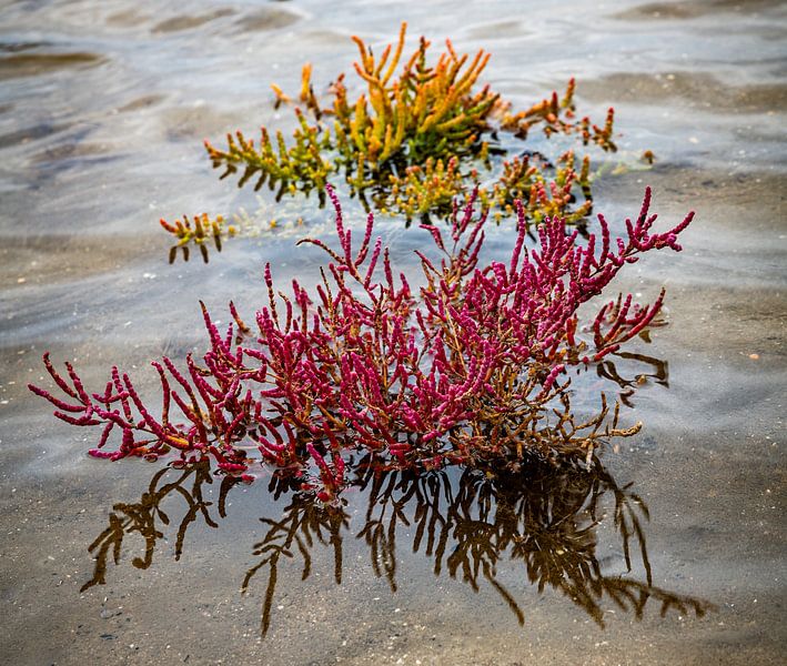 détail de la salicorne rouge ou asperge de mer en octobre à Oostvoorne en Hollande dans l'eau salée par ChrisWillemsen