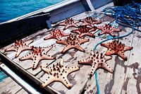 Gevangen zeesterren in de tropische Indonesische wateren