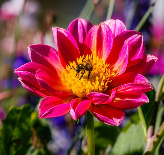 Wildbiene auf einer pinken Dahlien Blüte von ManfredFotos