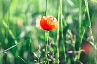 Le rouge du coquelicot contrastant avec le vert.
