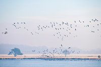 Märchenhafte Landschaften rund um Dwingeloo und das Dwingelderveld.