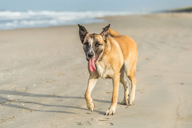 Ein erschöpfter Hund läuft am Strand von Henk van den Brink