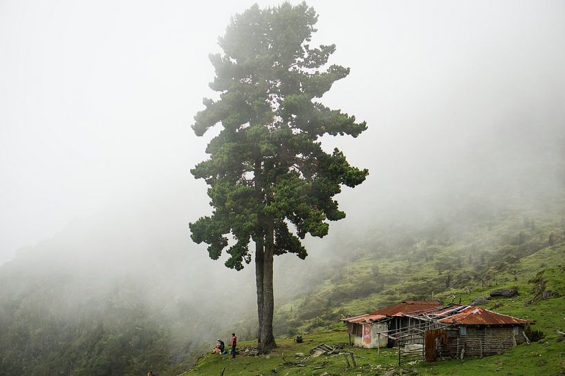 Un grand arbre solitaire se dresse dans le brouillard sur un flanc de montagne. par Twan Bankers