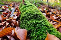 Moss trunk in autumn
