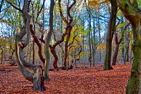 Landgoed Mildenburg, Oostvoorne