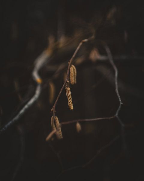 Autumn branches by Pim Haring