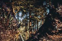 Abstrakte Naturfotografie Wald durch Reflexion herbstliche Schattierungen