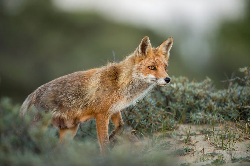 Vos par Harry Punter