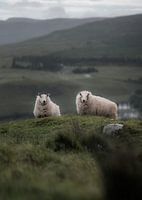 Sheep in Scotland IV