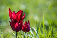 Tulips in the grass 1