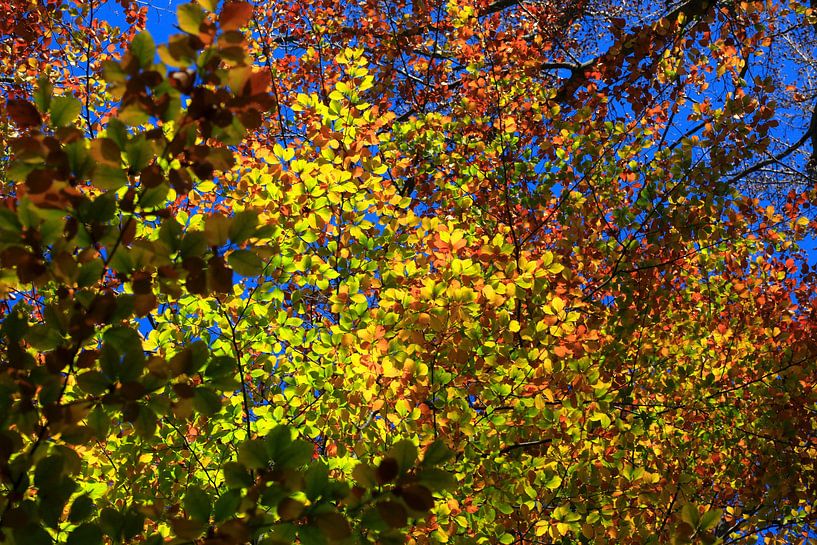Beech by Thomas Jäger