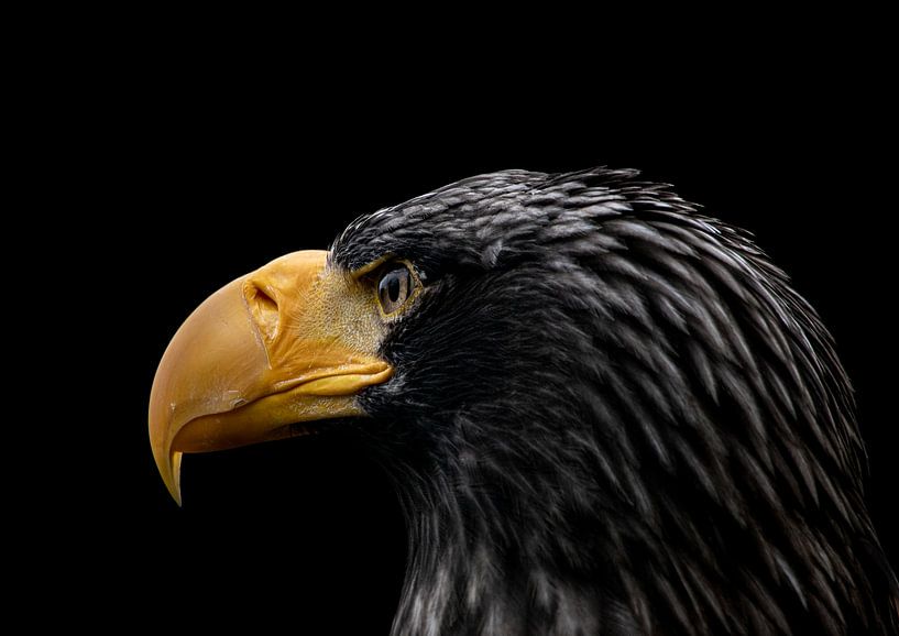 Eagles eye by Tomasz Baranowski