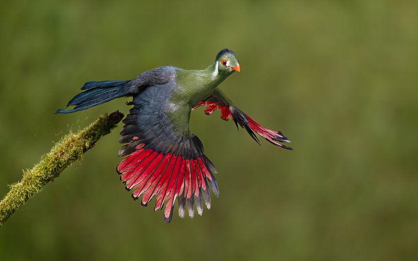 White-cheeked turaco by Jochen Maes