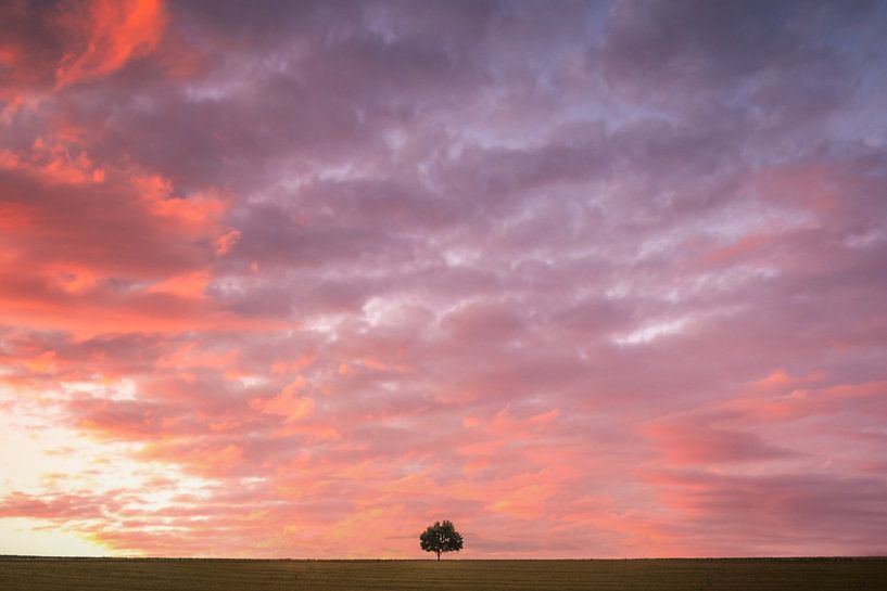 Arbre solitaire au coucher du soleil par Fotos by Jan Wehnert
