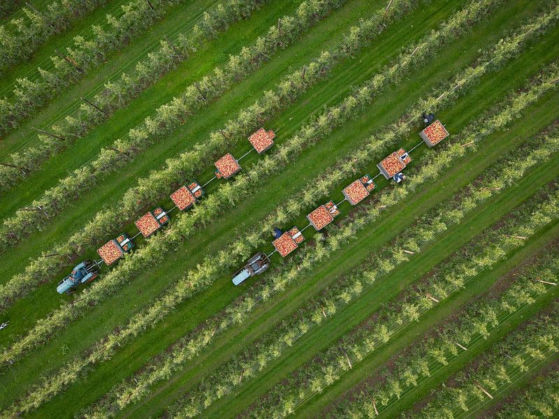 Apfelpflücken in der Betuwe mit dem 'Pflückzug' von Moetwil en van Dijk - Fotografie